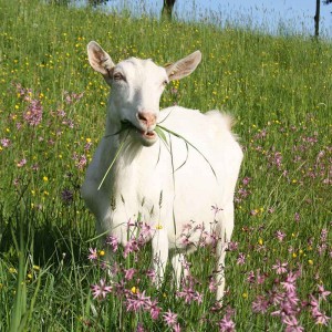 ziege_weide